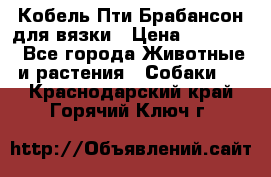 Кобель Пти Брабансон для вязки › Цена ­ 30 000 - Все города Животные и растения » Собаки   . Краснодарский край,Горячий Ключ г.